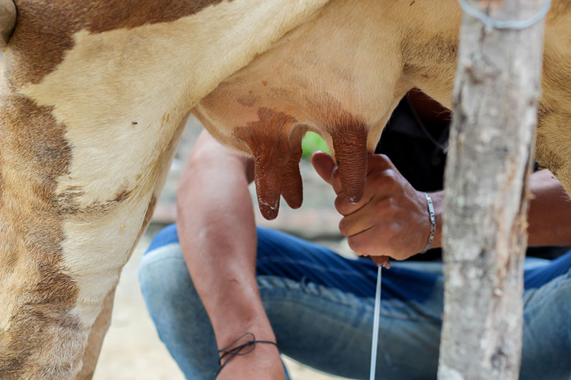 Learn to hand milk a cow on the Maleny Dairies Tour