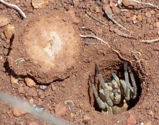 Trap Door Spiders at Mary Cairncross Reserve