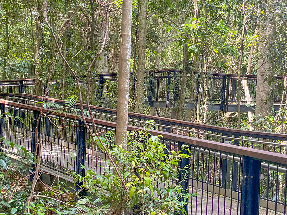 Elevated boardwalk at Mary Cairncross Visitor Center