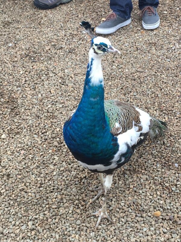 White-Blue Peacock in Maleny Bird Park