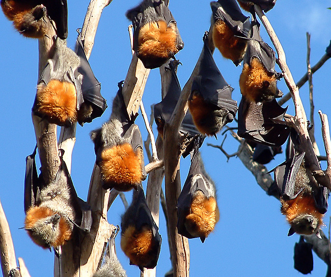 Flying Fox Colony