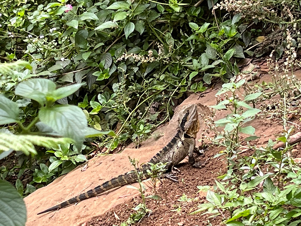 Water Dragons living around the Falls