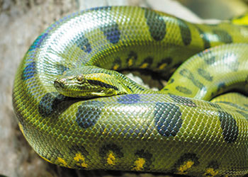 Anaconda in Australia Zoo's reptile collection