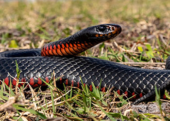 Red Bellied Black Snake