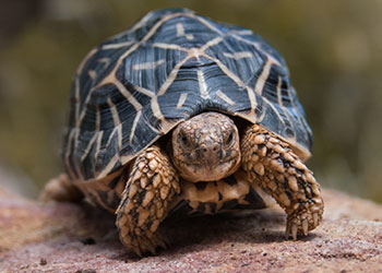Giant Tortoise from Australia Zoo