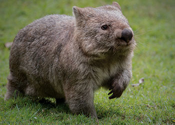 Common Wombat at Australia Zoo