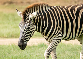 Zebra