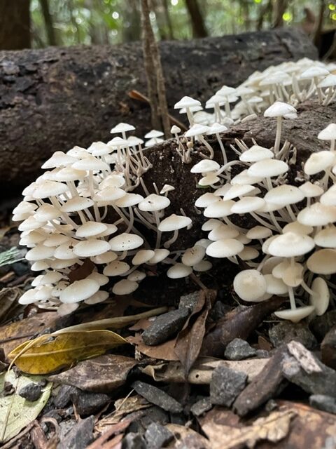 Fungi in Mary Cairncross Reserve at Maleny