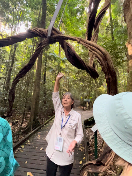 450 year old Wonga Vine at Mary Cairncross Reserve