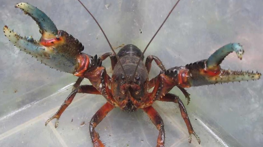 Mary Cairncross Reserve is home to the Maleny Spiny Crayfish
