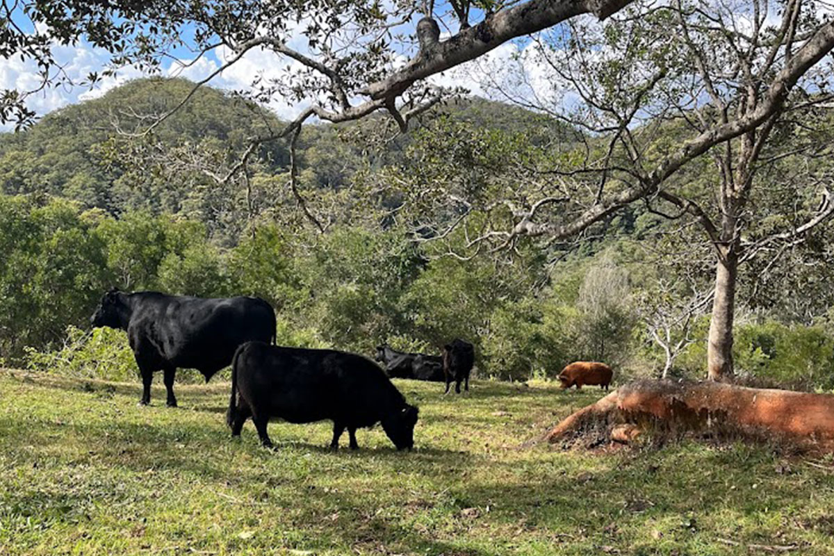 Free range pigs and Cattle at Saddleback Farm